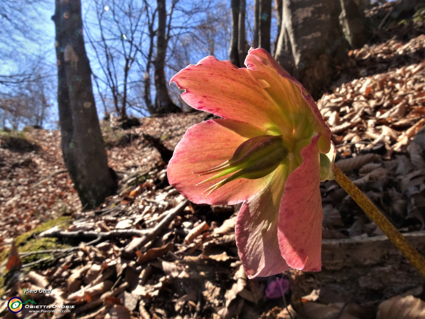 28 Helleborus niger (Elleboro) verso la fruttescenza.JPG